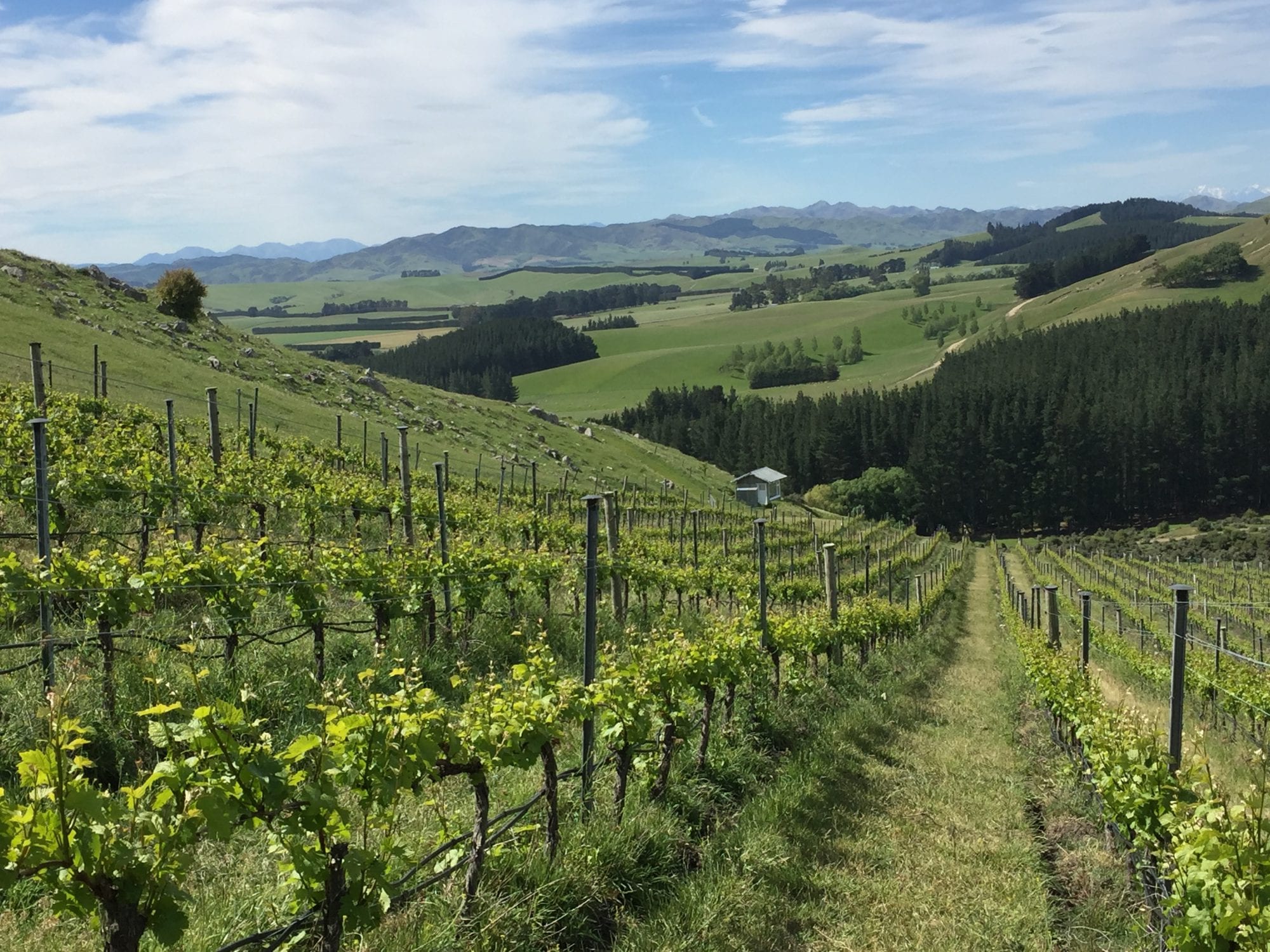 Black Estate Vineyard - North Canterbury | DAMSTEEP PINOT VINEYARD