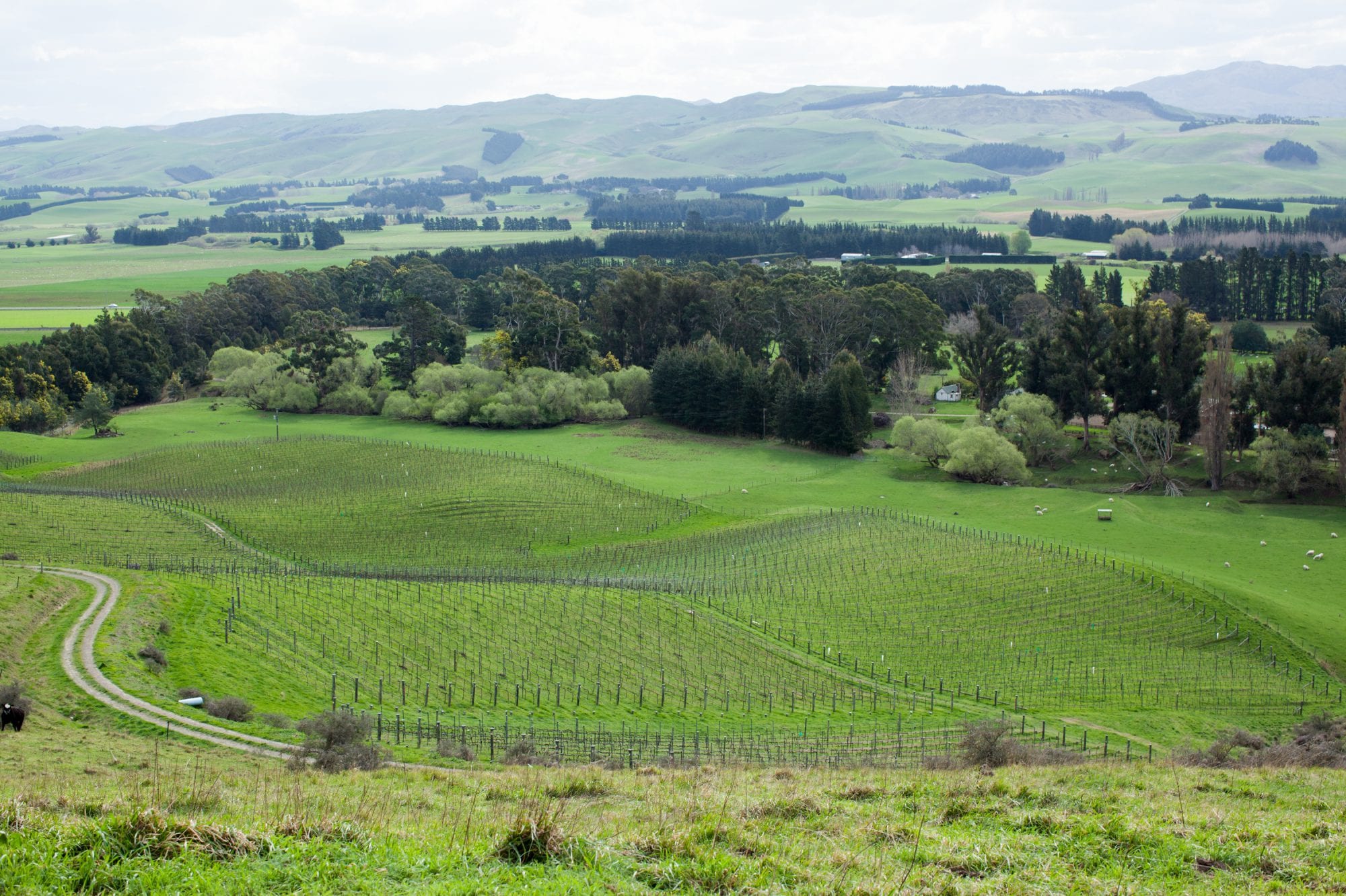 Black Estate Vineyard - North Canterbury | Damsteep Riesling Vineyard