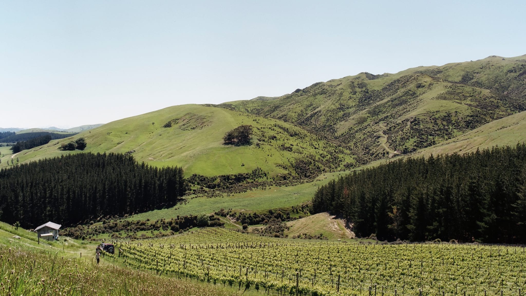 Black Estate Vineyard - North Canterbury | Damsteep Vineyard