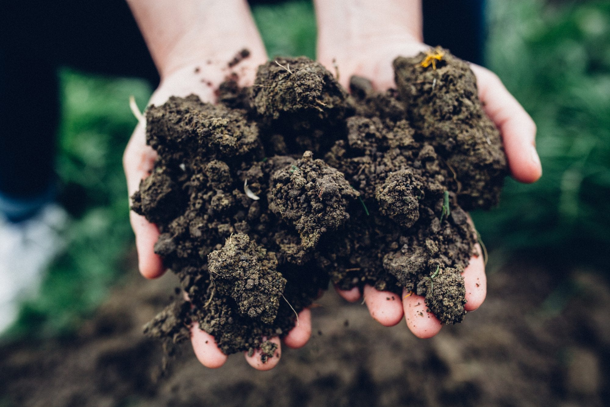 Black Estate Vineyard - North Canterbury | Netherwood Pinot Noir Soil