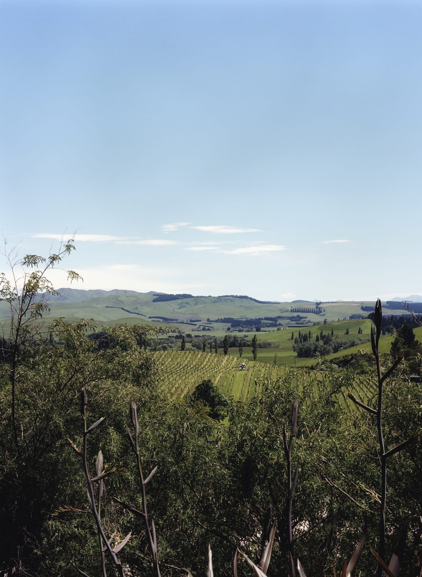 Black Estate Vineyard - North Canterbury | Netherwood Vineyard 5