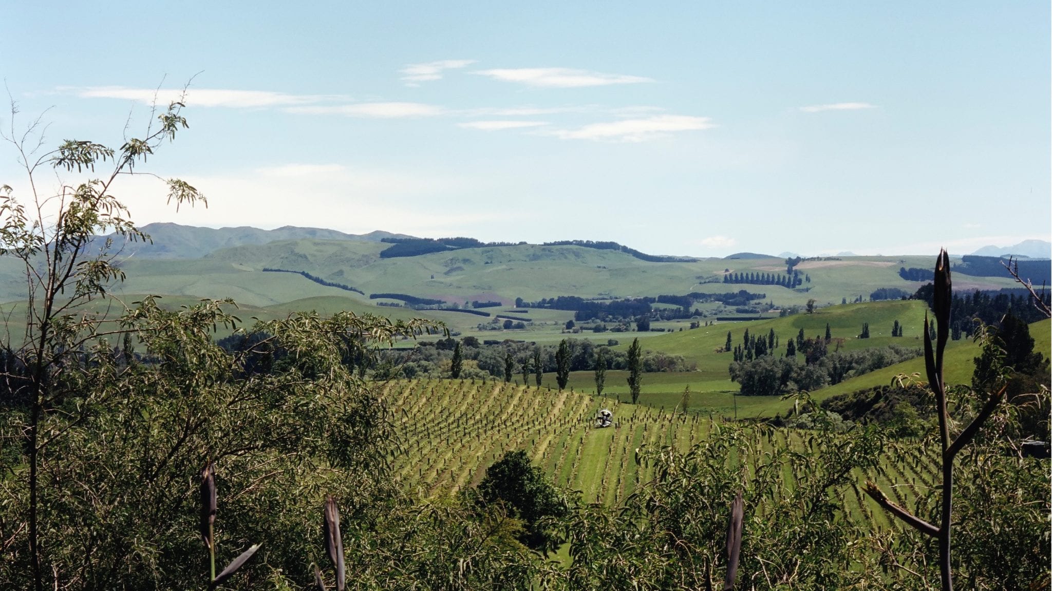 Black Estate Vineyard - North Canterbury | Netherwood Vineyard 6