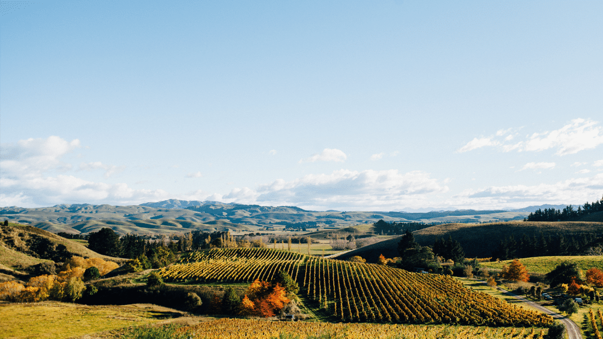 Netherwood Vineyard