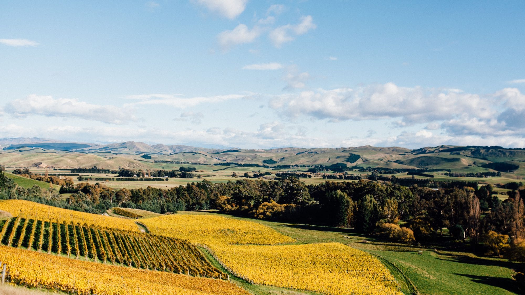 Black Estate Vineyard - North Canterbury | Netherwood Vineyard 3