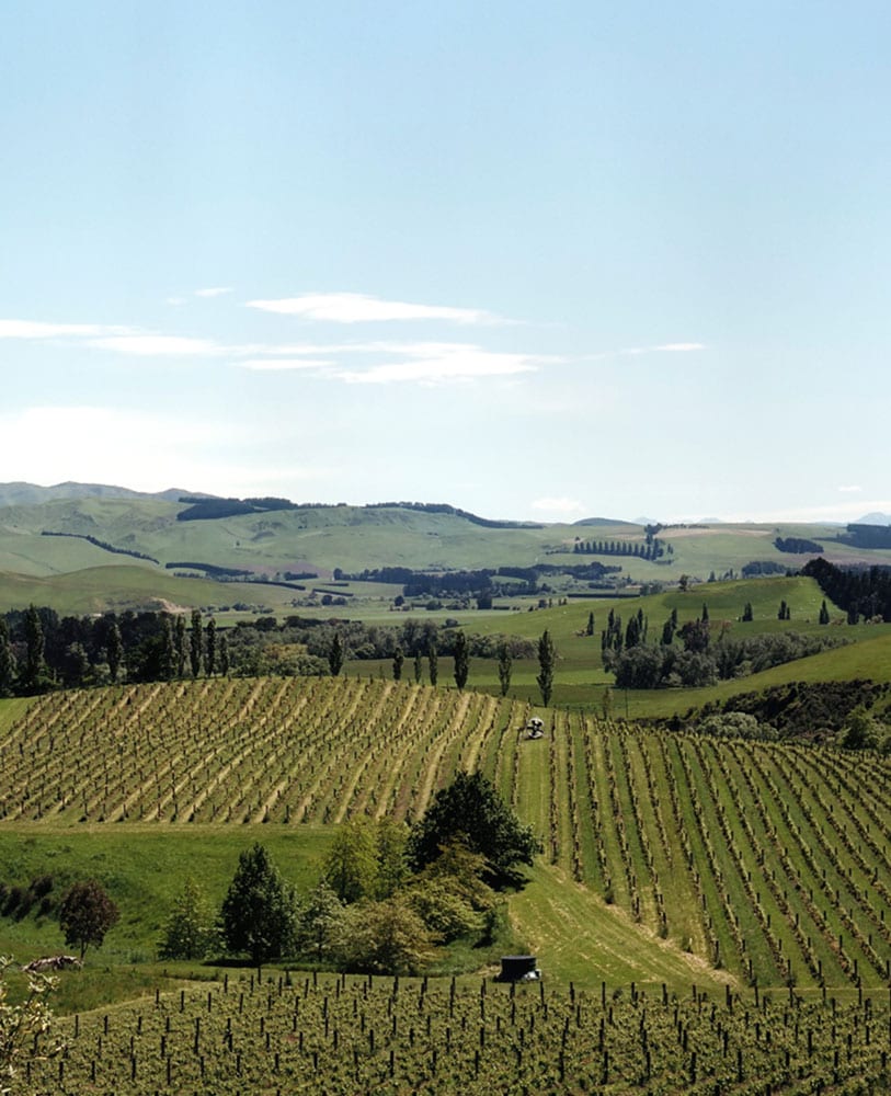 Black Estate Vineyard - North Canterbury | Vineyard