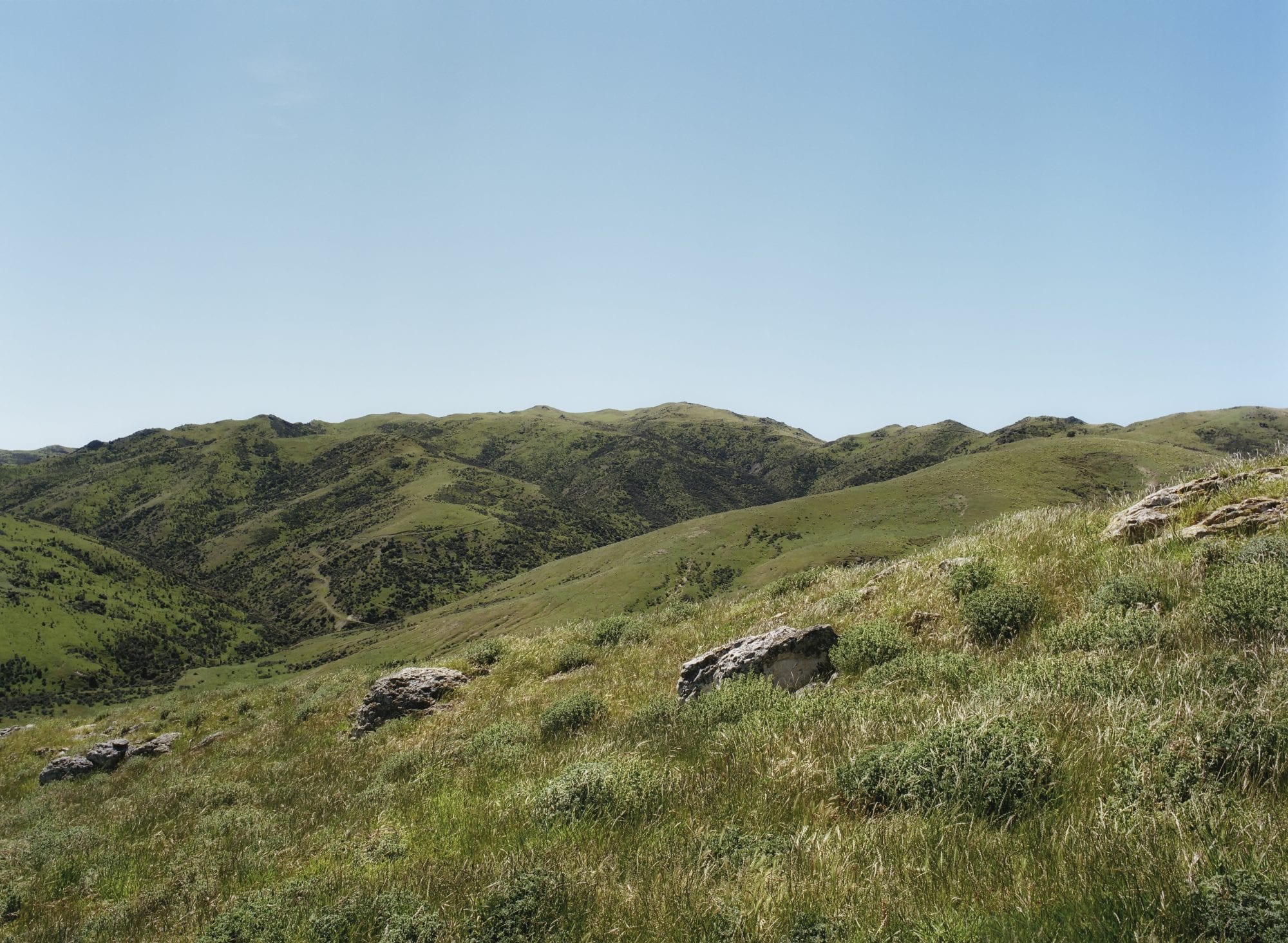 Black Estate Vineyard - North Canterbury | Hills