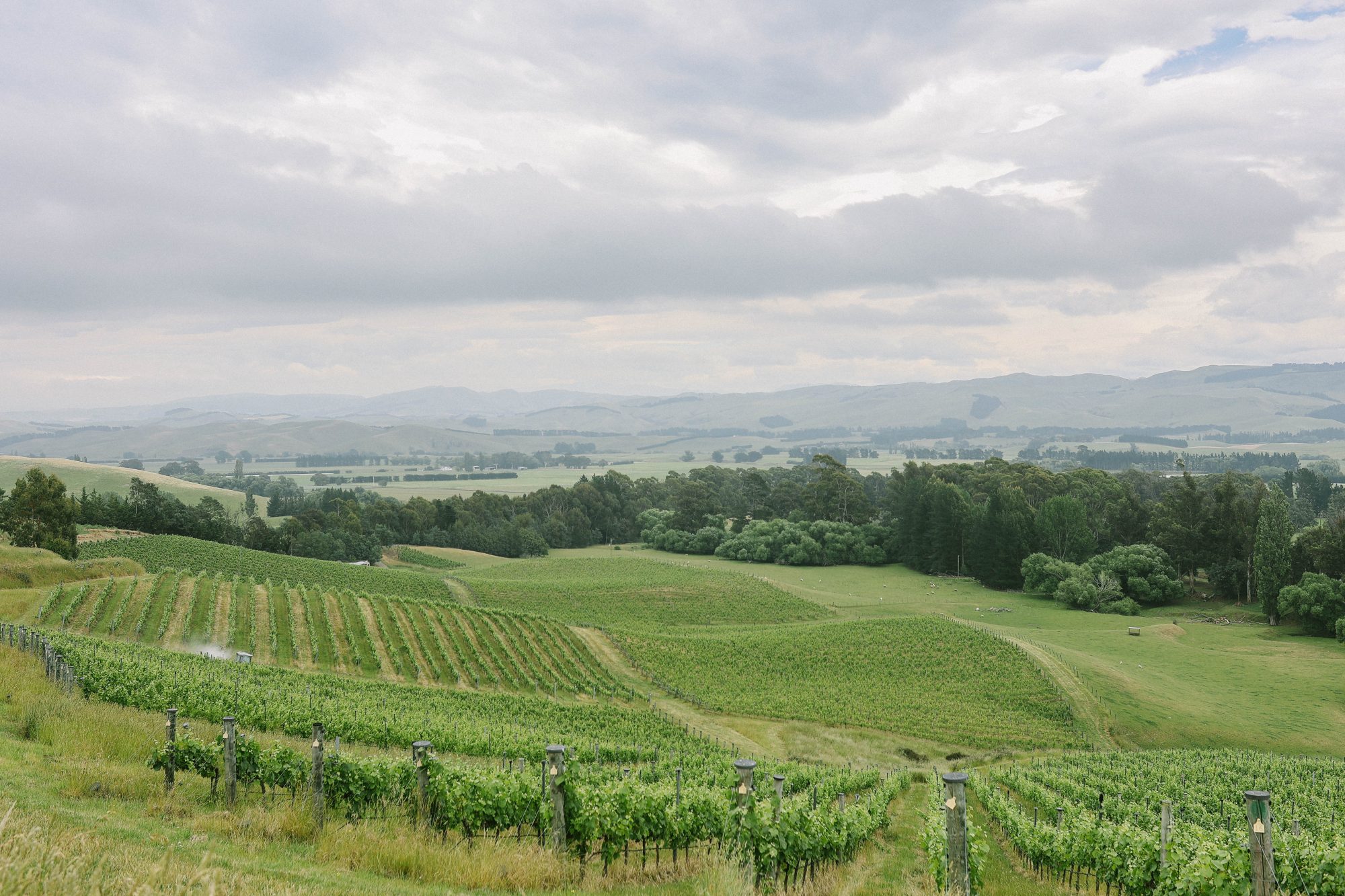 Black Estate Vineyard - North Canterbury | Vineyards