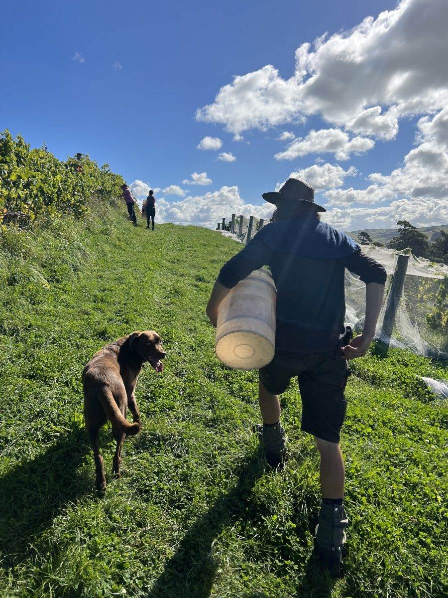 Black Estate Vineyard - North Canterbury | Dog and vintner