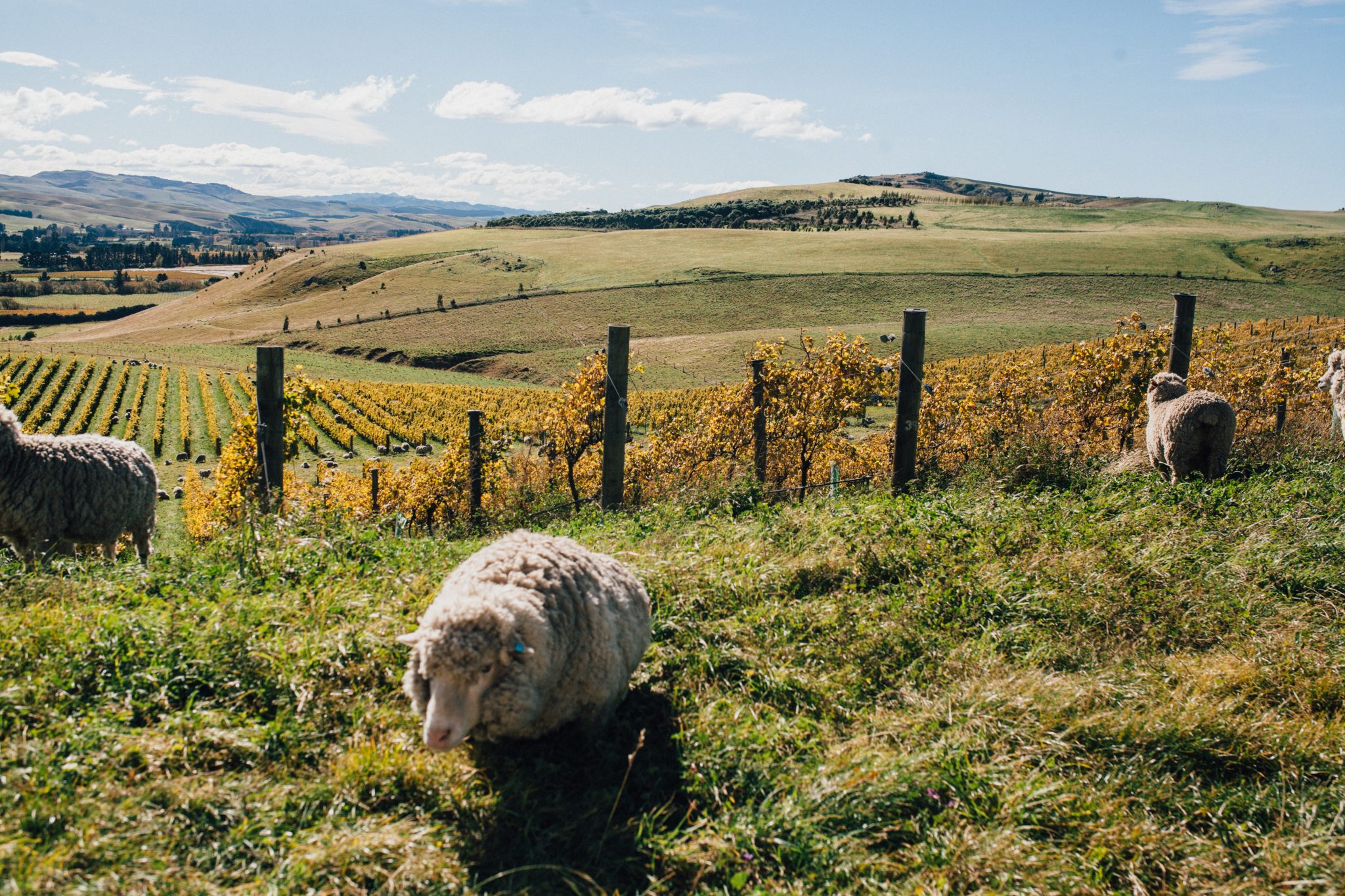 Black Estate Vineyard - North Canterbury | Sheep